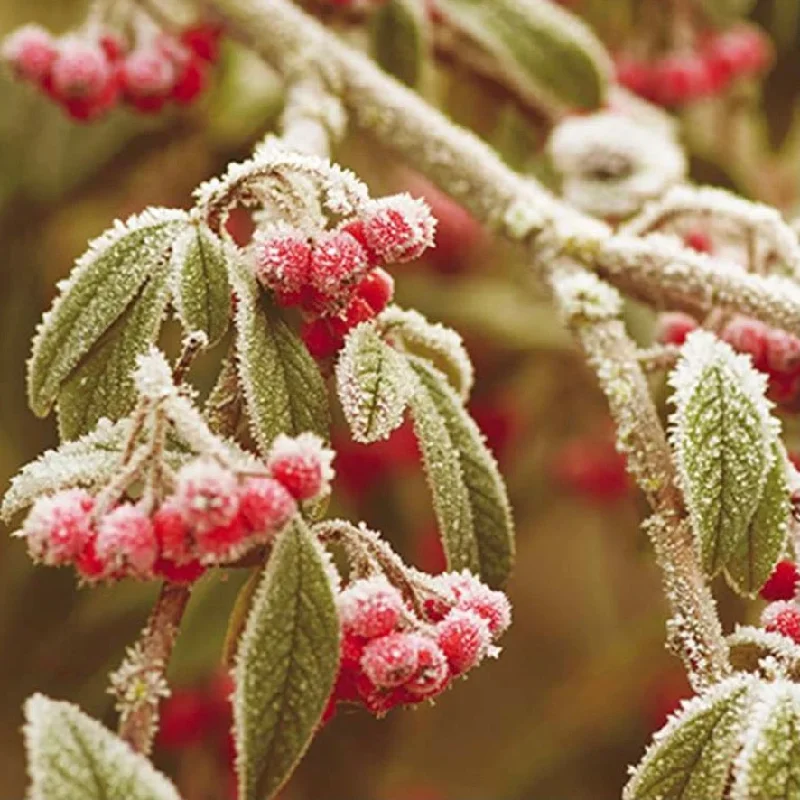 Frosted Winter Berries Assorted Boxed Christmas Cards