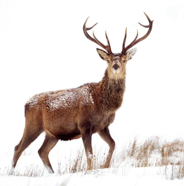 Wildlife Trust Deer Greeting Card