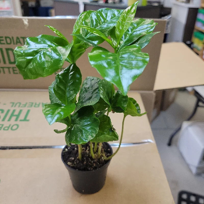 Coffee Plant