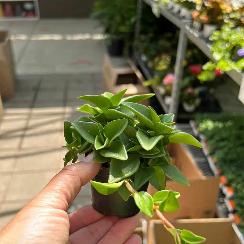 Cascading Peperomia