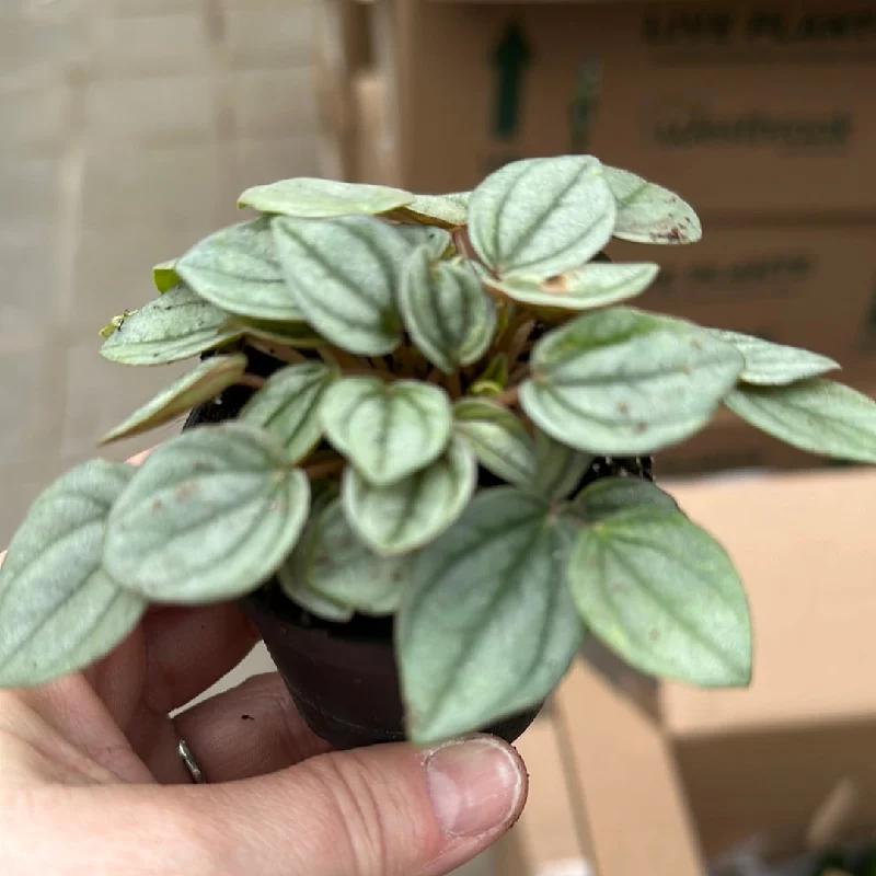 Peperomia - Rosso