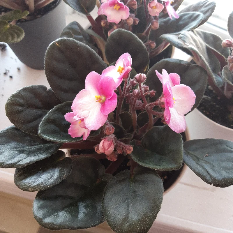 4" African Violets