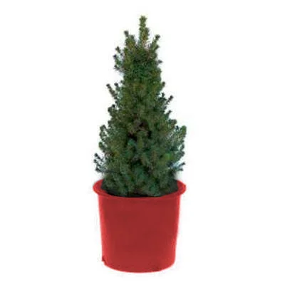 Dwarf Alberta Spruce in 3 Gal. Red Pot