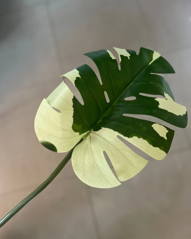 Monstera Variegata Leaf