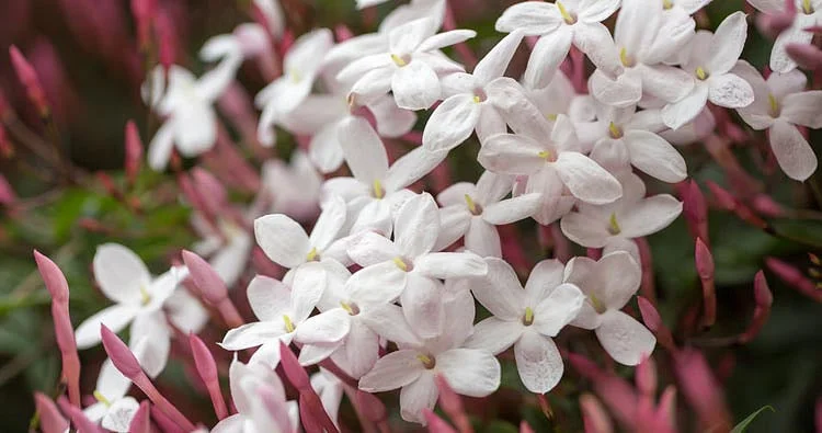 Potted Jasmine